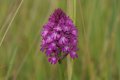 Flora: Pyramidal Orchid (Anacamptis pyramidalis)